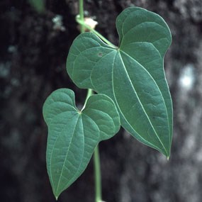 Chinese yam