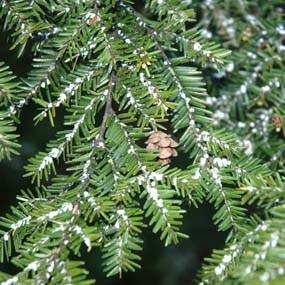 hemlock woolly adelgid on hemlock needles