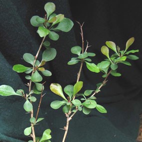 Japanese barberry