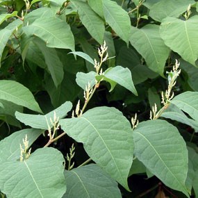 Japanese knotweed