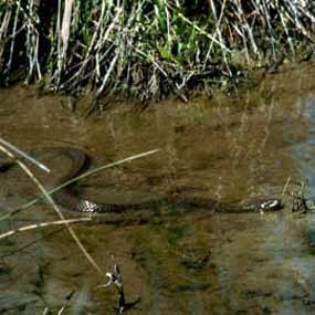 wetland snakes