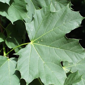 Norway Maple