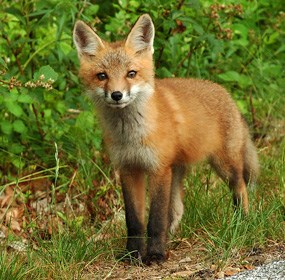 red fox red fox