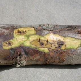 Thousand Cankers Disease