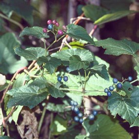 amur peppervine