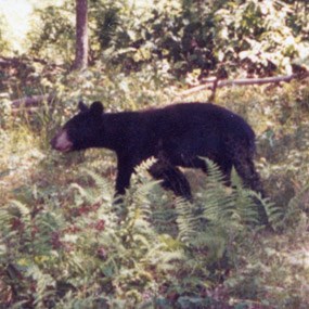 black bear black bear