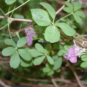 chocolate vine