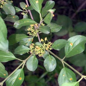 common buckthorn