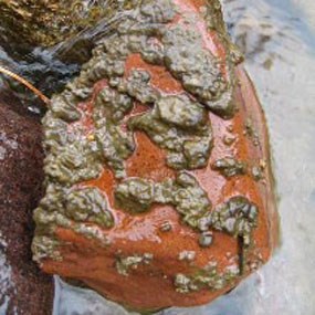didymo