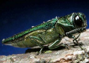 emerald ash borer