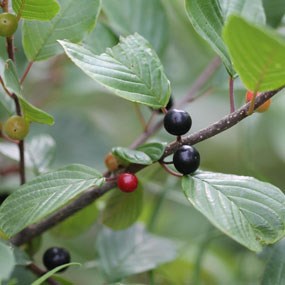 glossy buckthorn