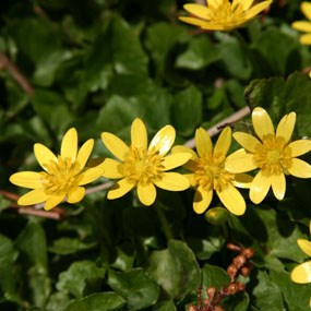 lesser celandine