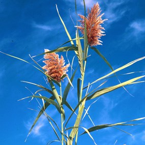 phragmites