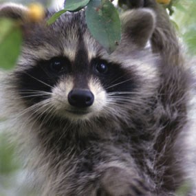 Raccoon