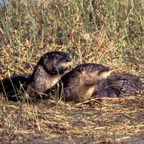 River Otters