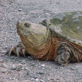 snapping turtle snapping turtle