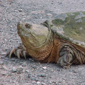 snapping turtle