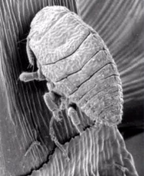 woolly adelgid