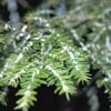 wooley adelgid on hemlock needles