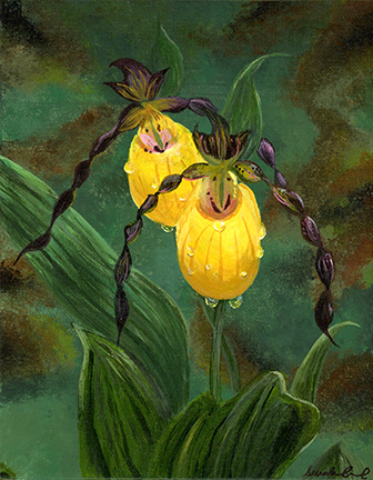 painting of yellow lady slipper painting of yellow lady slipper