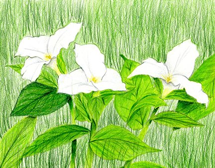 artwork - drawing of white flowers with big green leaves