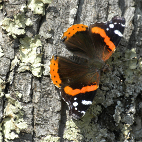 Red Admiral Butterfly