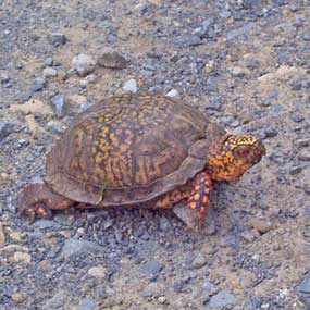 Eastern Box Turtle