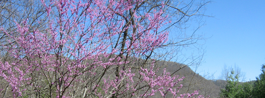 redbud in bloom along the Bluestone gorge