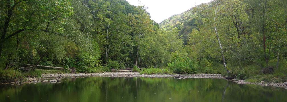 calm river flowing through green forest