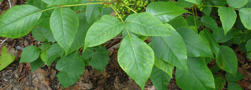 poison ivy leaves