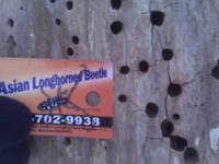 tree trunk damage from Asian Long Horned Beetle