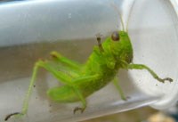 Grasshopper captured on Boston Harbor Islands Grasshopper captured on Boston Harbor Islands