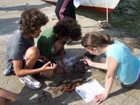 Volunteers survey invasive species on the dock of Thompson Island.