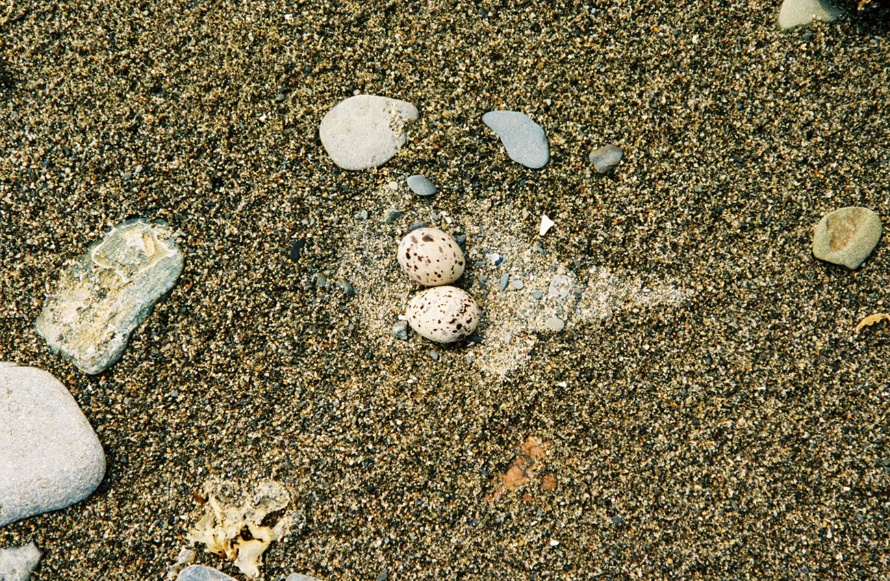 tern-nest-Trocki view of sandy beach with two tiny spotted eggs, a dry spot outlines the eggs.