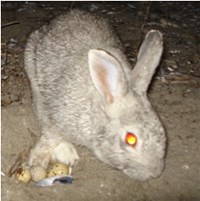 terneggsbunny.jpg terneggsbunny