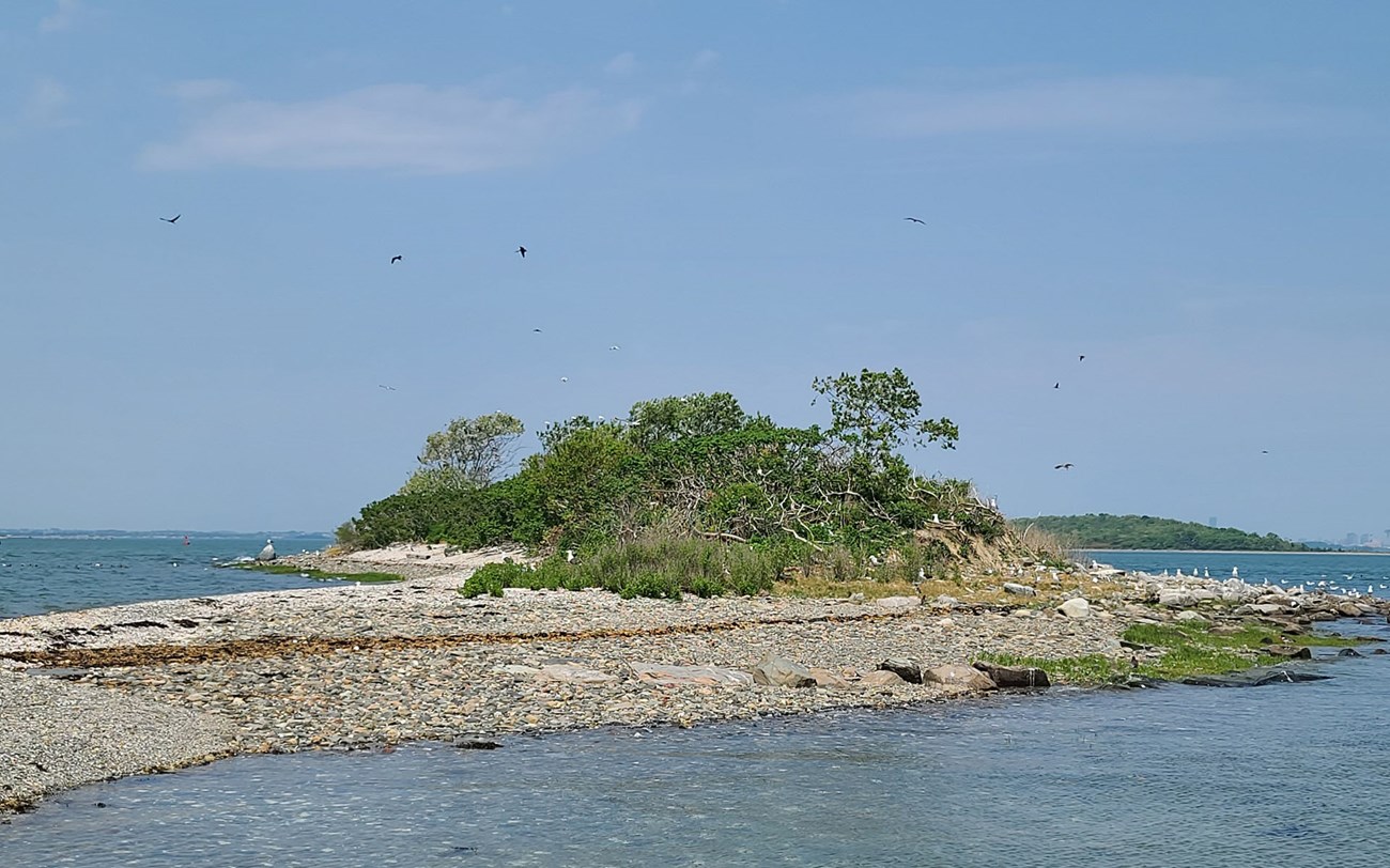 a small rocky island with some low trees and bush and hundreds of birds