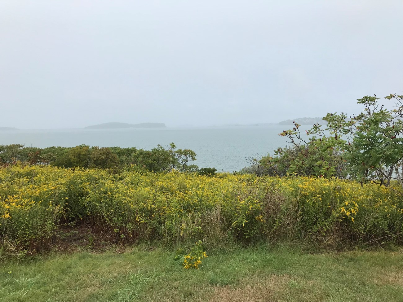 scenic landscape view of tall shrubs with yellow flowers overlooking a harbor