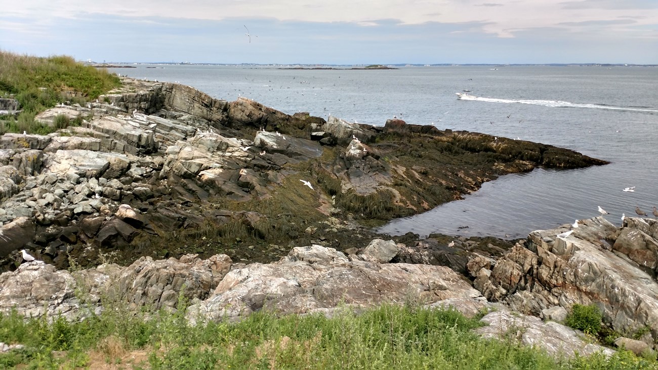 rocky coastal landscape with some low brush