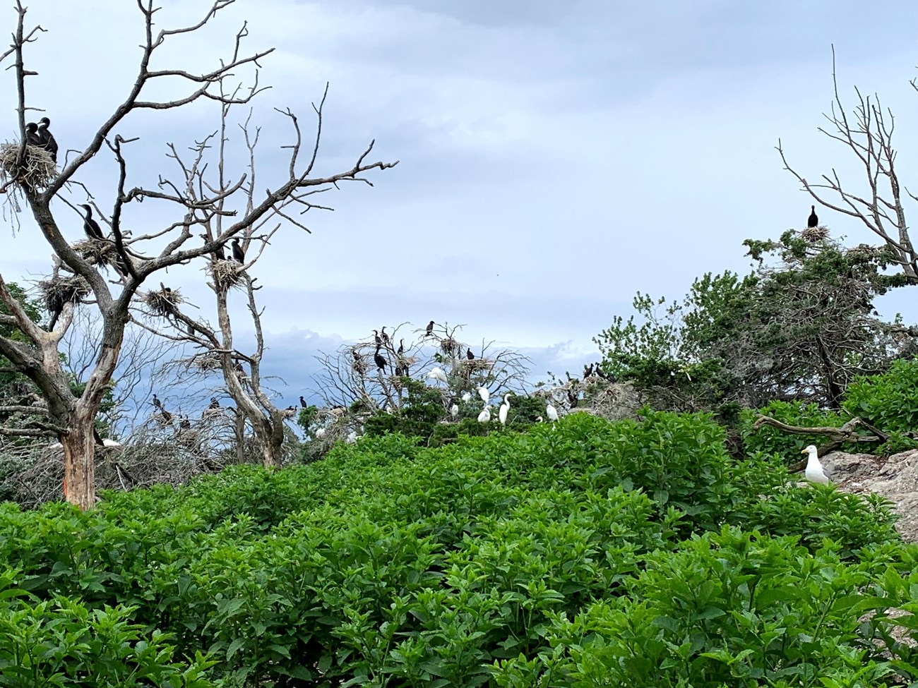 white and black birds sit on branches and in nests atop leave-less trees