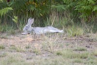 Small game, such as hares, were likely hunted by colonists