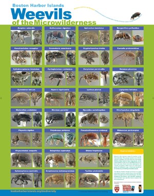 BOHA Centennial Weevil poster