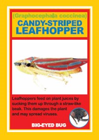 Leafhopper playing card from Boston Harbor Islands