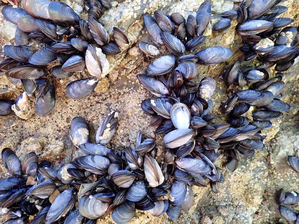 bunches of blue mussels, oval-shaped shells in various blue gradients, on a rockying outcropping