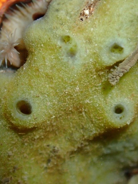 close up of a bread-crumb sponge, which has a yellow-fuzzy exterior with some holes.