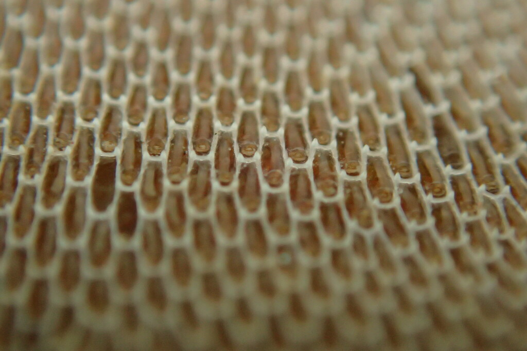 Zoom on Kelp Lace Bryozoan, with a geometric oval lace design