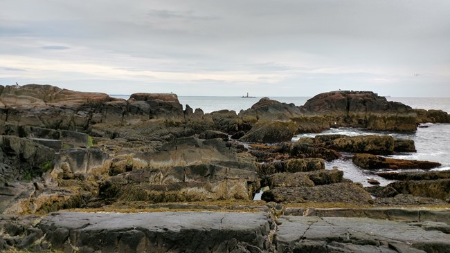 rocky shoreline covered with seaweed