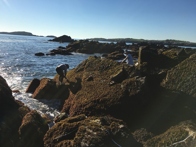 Two park service staff monitoring the jagged, rocky shoreline.