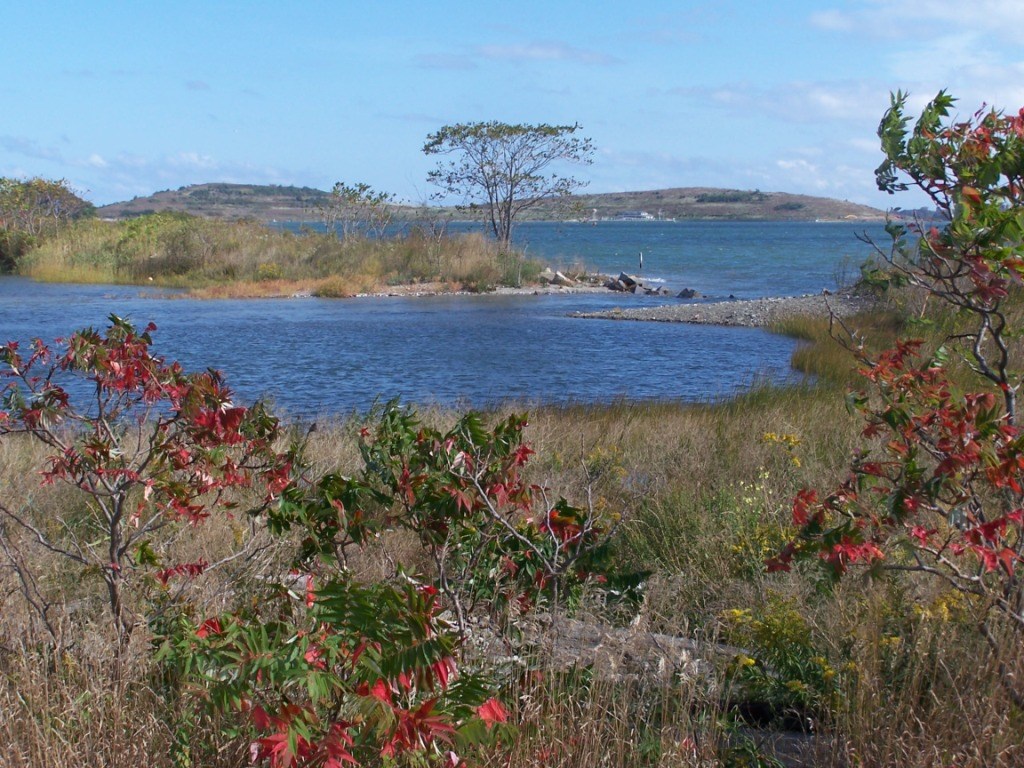 a flat grassy upland filled with staghorn sumac with winding branches and dark green and red leaflets