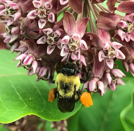 A bumble bee extracting nectar from common milkweed flowers
