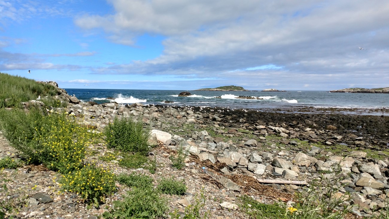 rocky shoreline with green herbaceous plants hugging the upland on the near left side of the frame